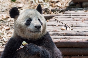 Giant panda eating bamboo 3
