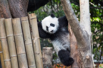 Panda cub playing in a tree 3