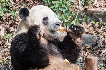Giant panda eating bamboo