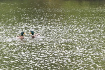 Two malard ducks in a lake
