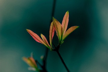 IMG_4680_