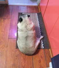 11199