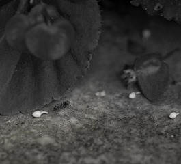 DSC_8212-3