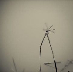 蜻蜓2