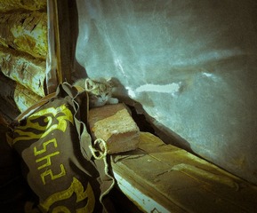 P1080303-7.jpg