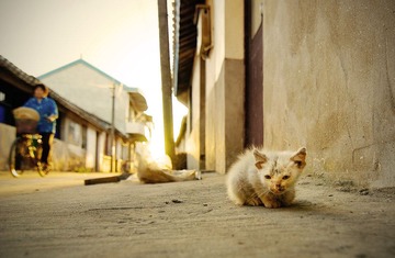 病猫