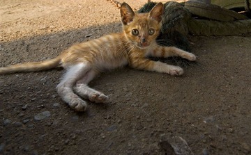 猫