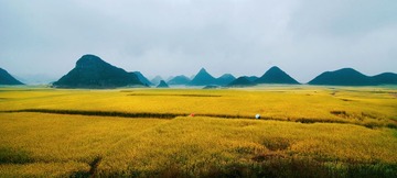 云南罗平