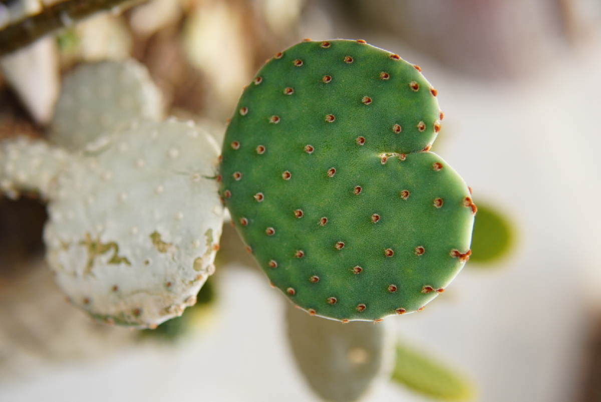 多肉植物仙人掌带刺花心形七夕520情人节爱心