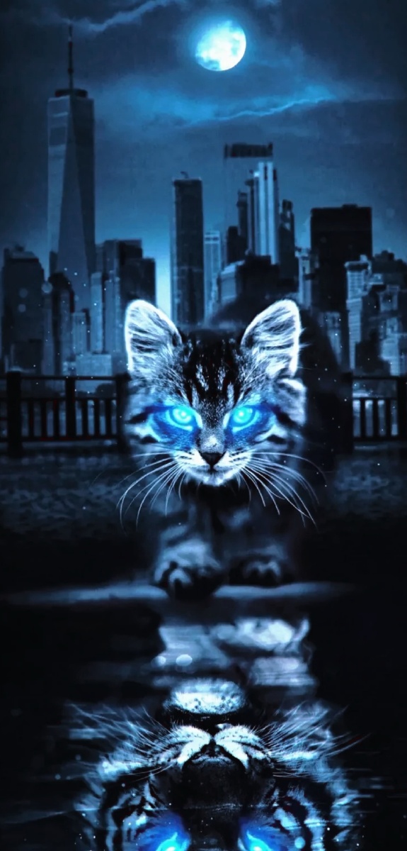 霸气侧漏小猫咪