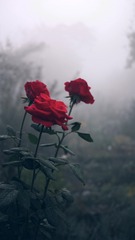 956