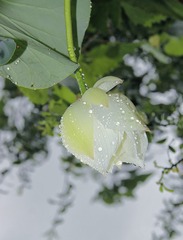 998353