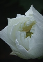 998354
