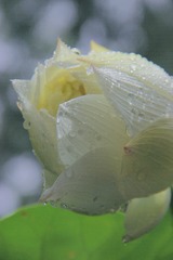 998352