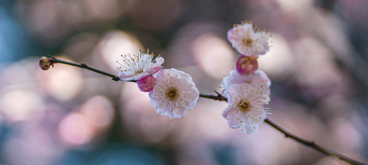 绕砌苔痕初染碧隔帘花气静闻香