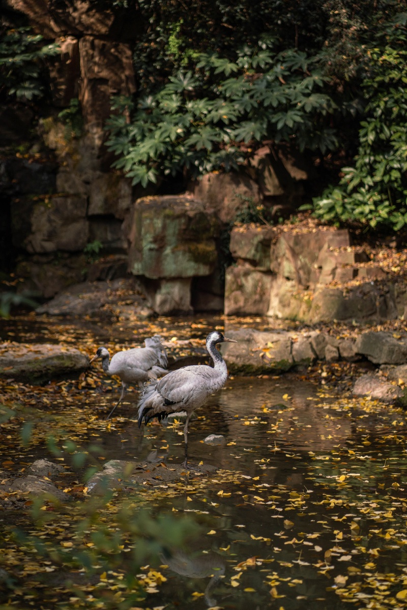 漱泉秋鹤至,人落涧秋清. - 蒽子