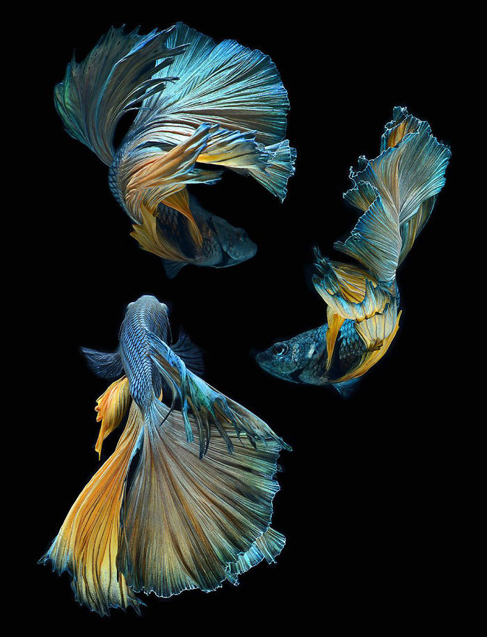 水族鱼的曼妙身姿photobyvisaruteangkatavanich