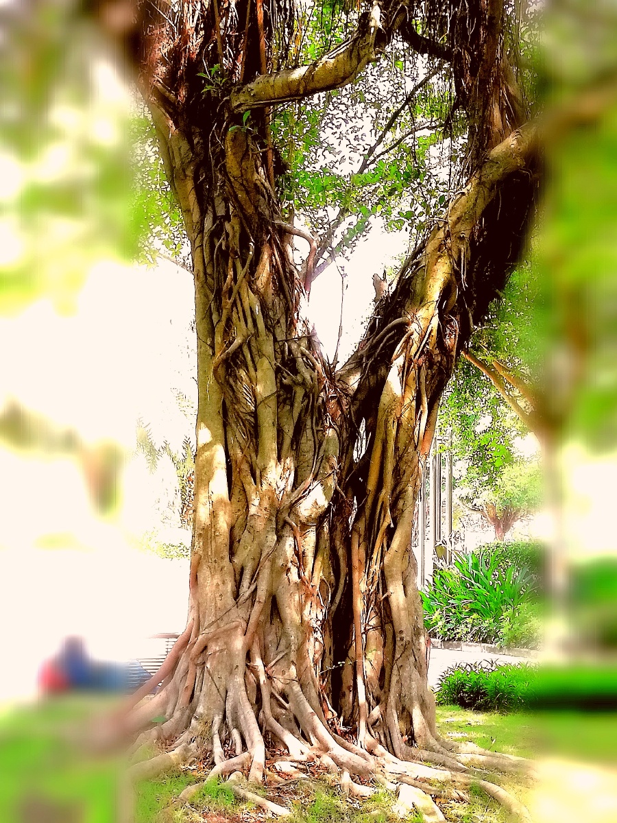 连理枝 - 极乐视界 - 图虫