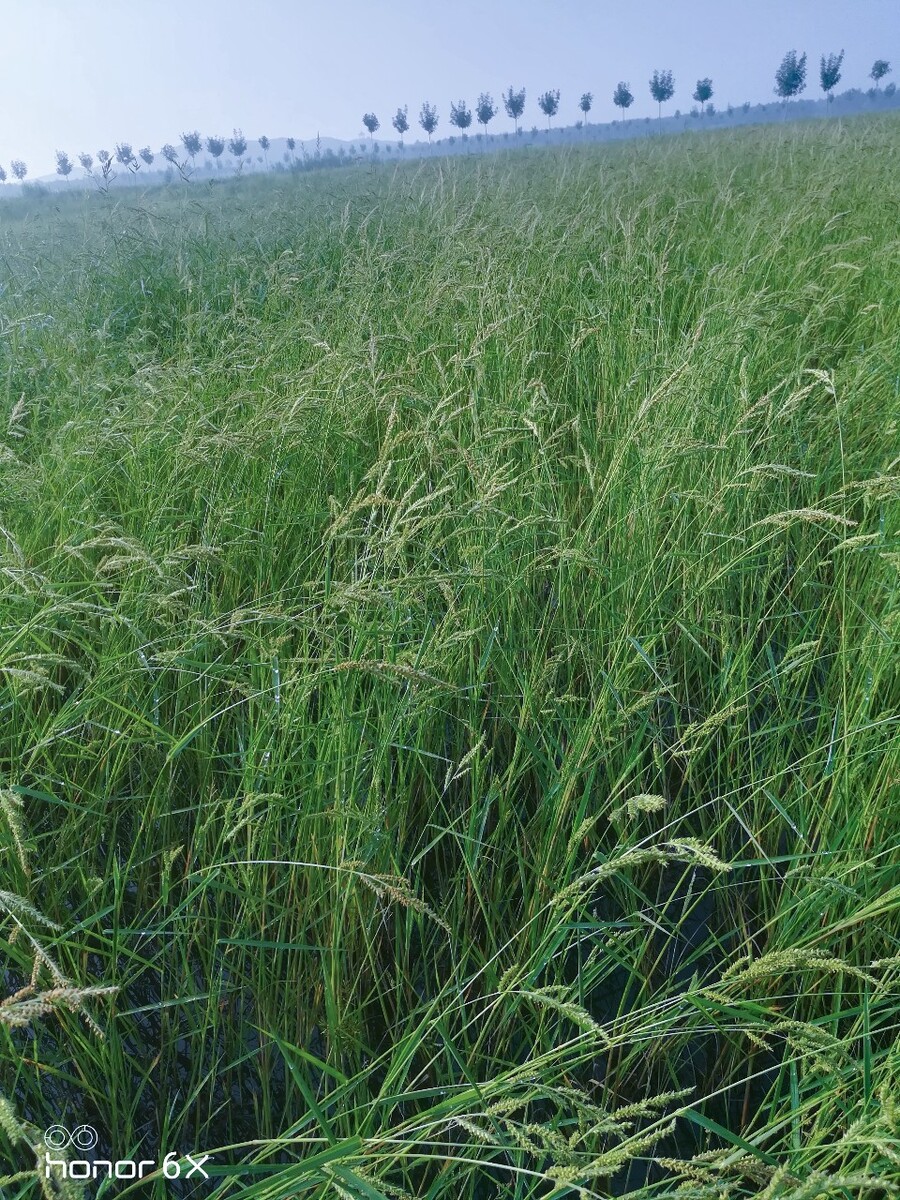 野草也疯狂(猜猜这是什么草)