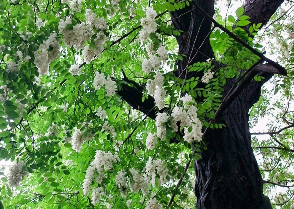 就扑入人的鼻间吃一口槐花这春夏必是没有辜负枝繁叶茂的大槐树高清图