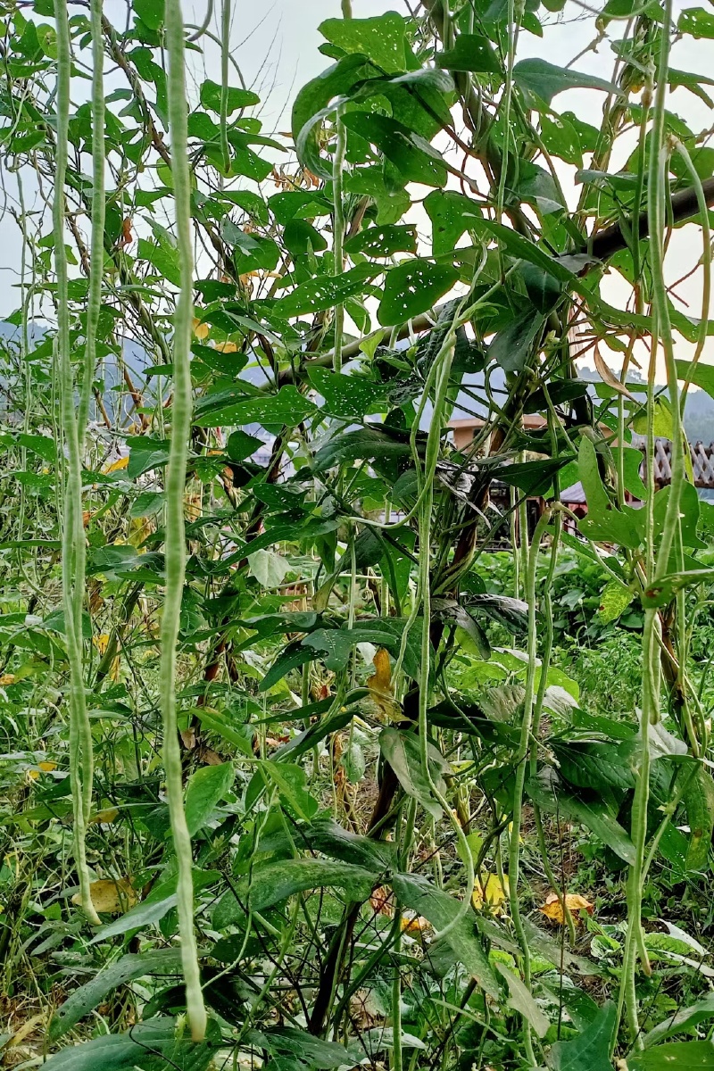 姑妄言之姑听之豆棚瓜架雨如丝