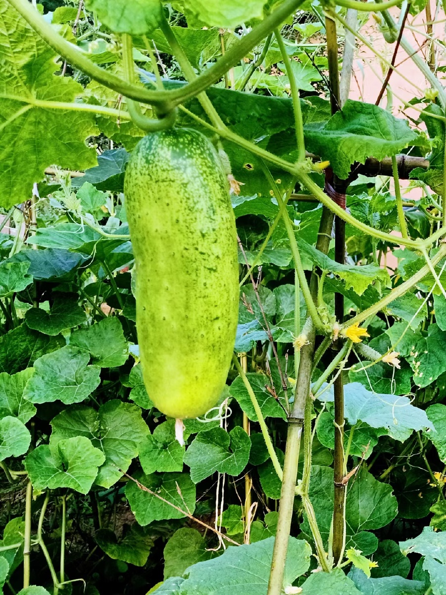 姑妄言之姑听之豆棚瓜架雨如丝