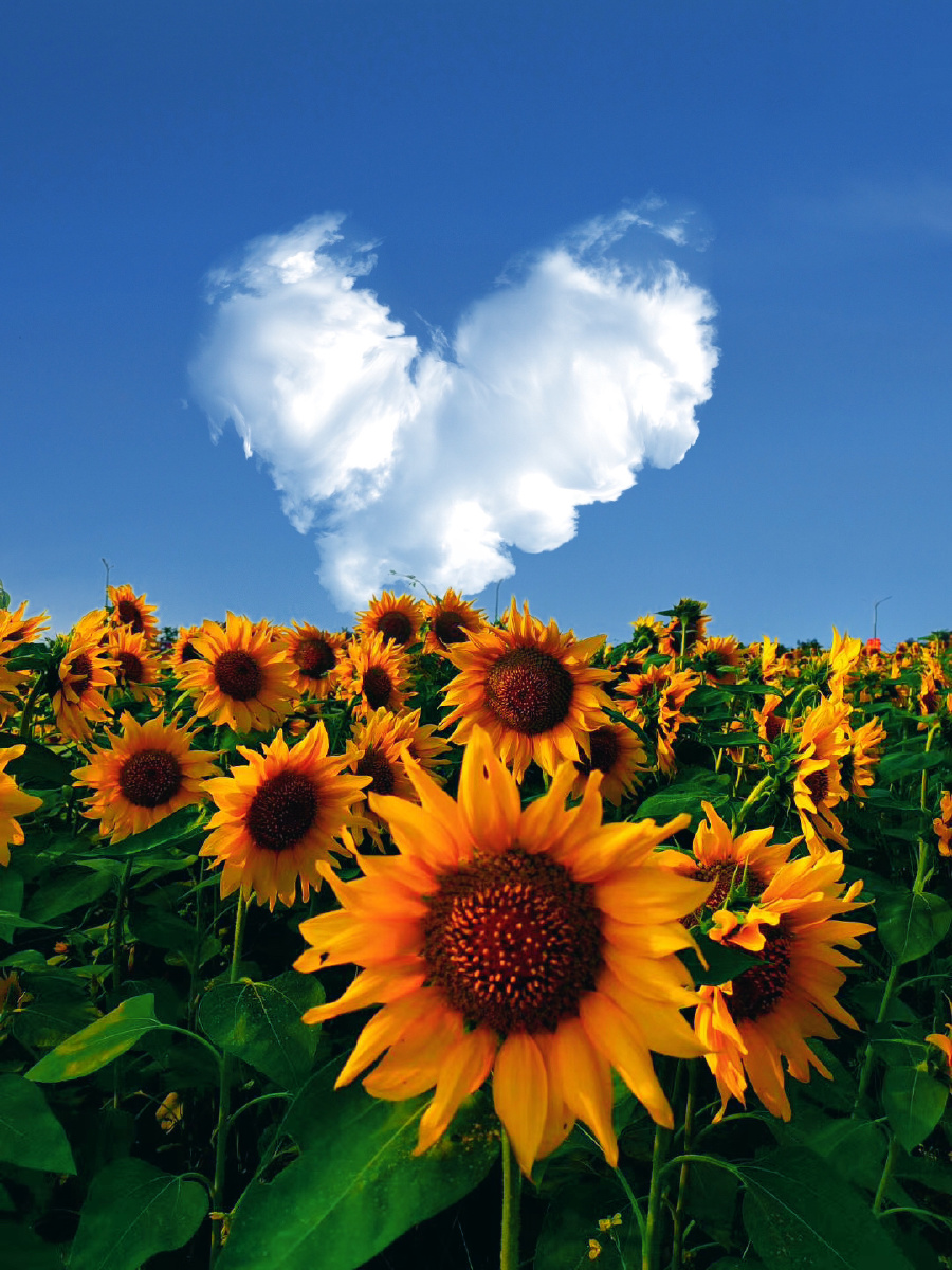 努力向阳一心向你79