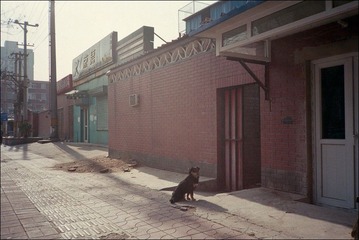 狗儿