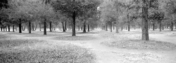 259-Tmax100-18.jpg