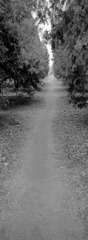 259-Tmax100-22.jpg
