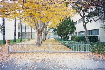秋叶，周日，彩色版