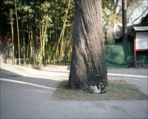 法源寺的猫猫