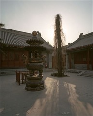 法源寺，老树