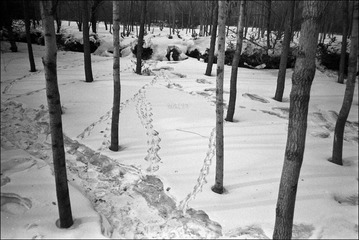 雪迹
