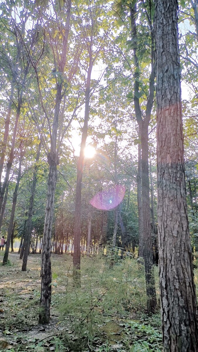 秋色渐浓，夕阳西下