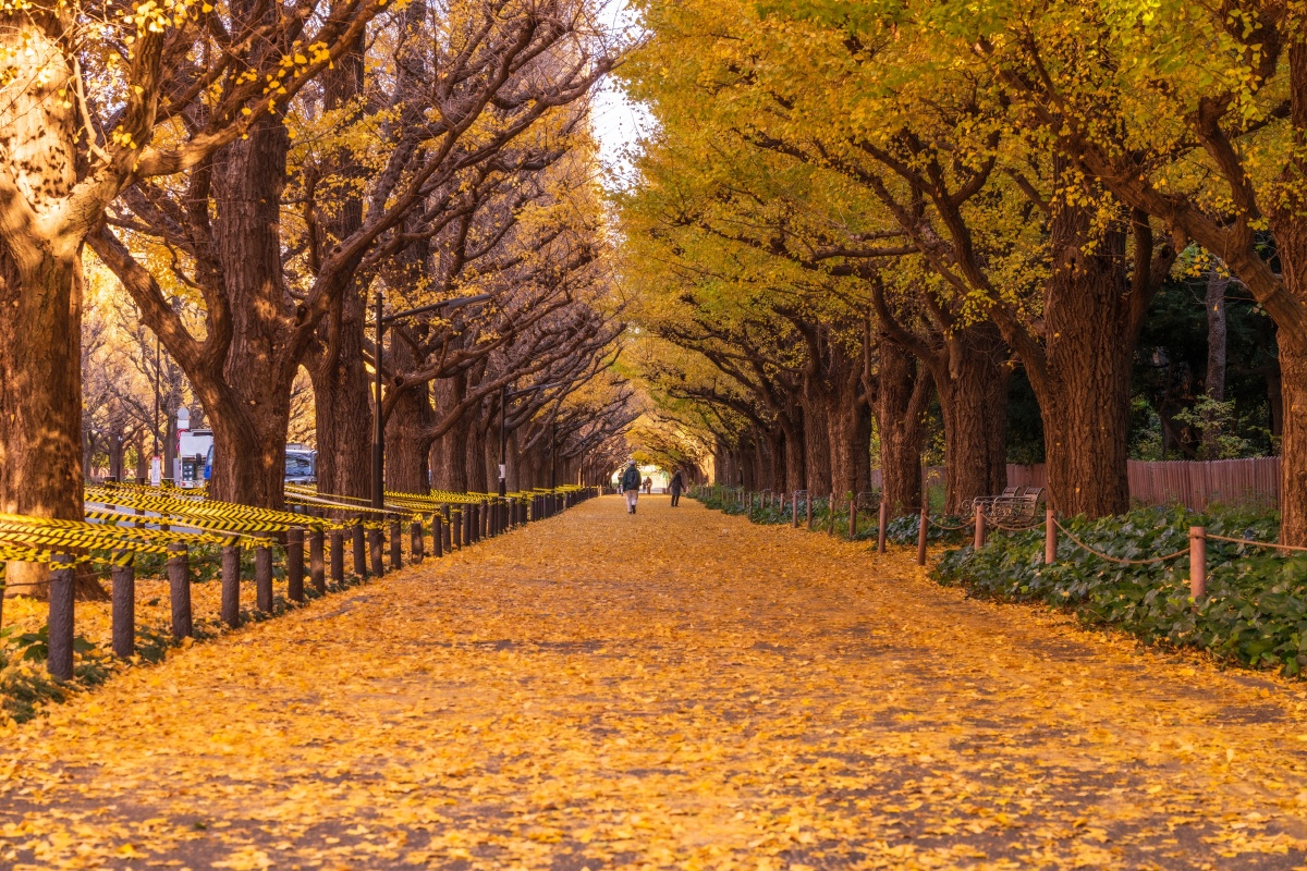早秋惊落叶飘零似客心