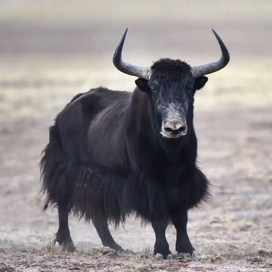 牦牛