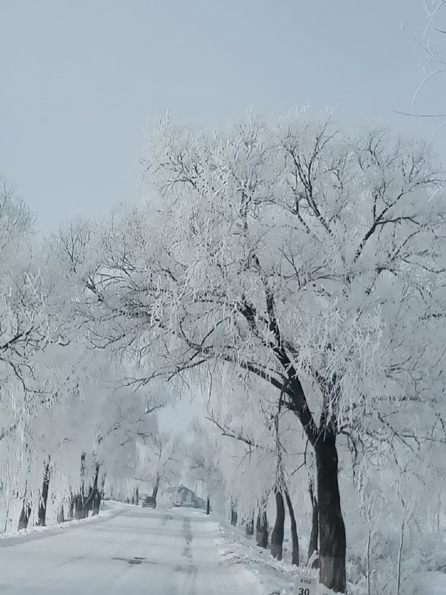 东北树挂漂亮吧