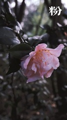 2C13AE9D-E844-448E-A18D-87F6969CF90D/L0/001