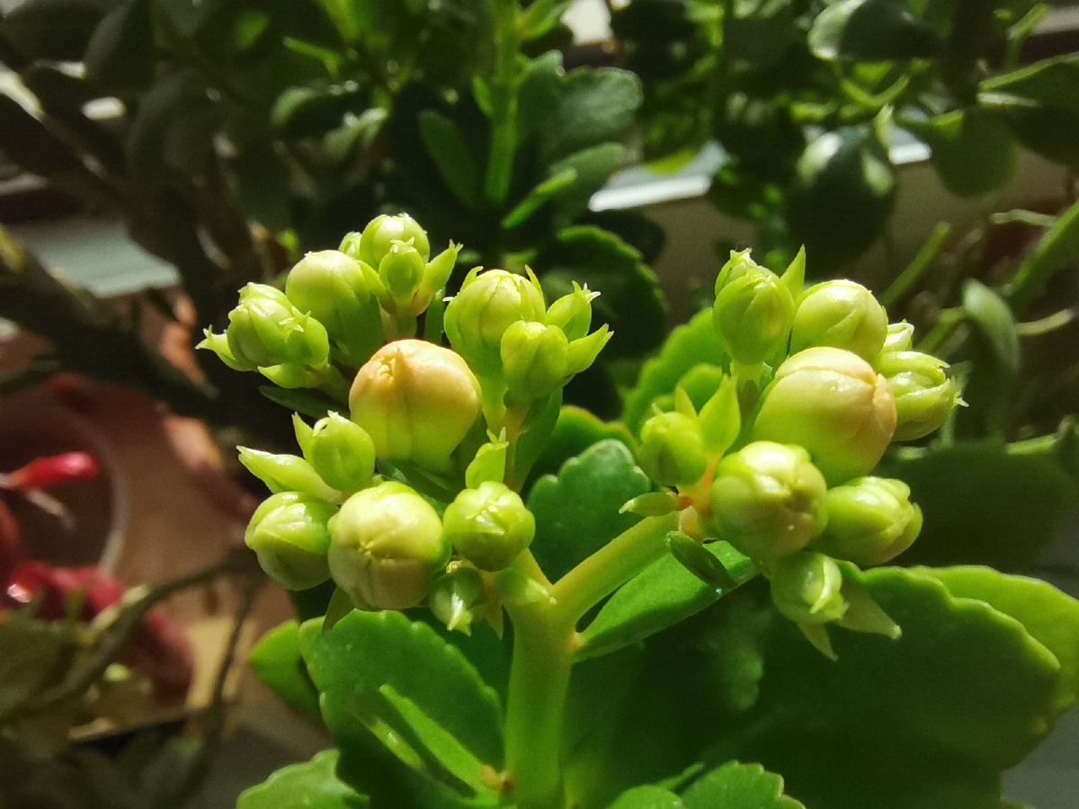 长寿花花苞 - 冰河世纪小萨