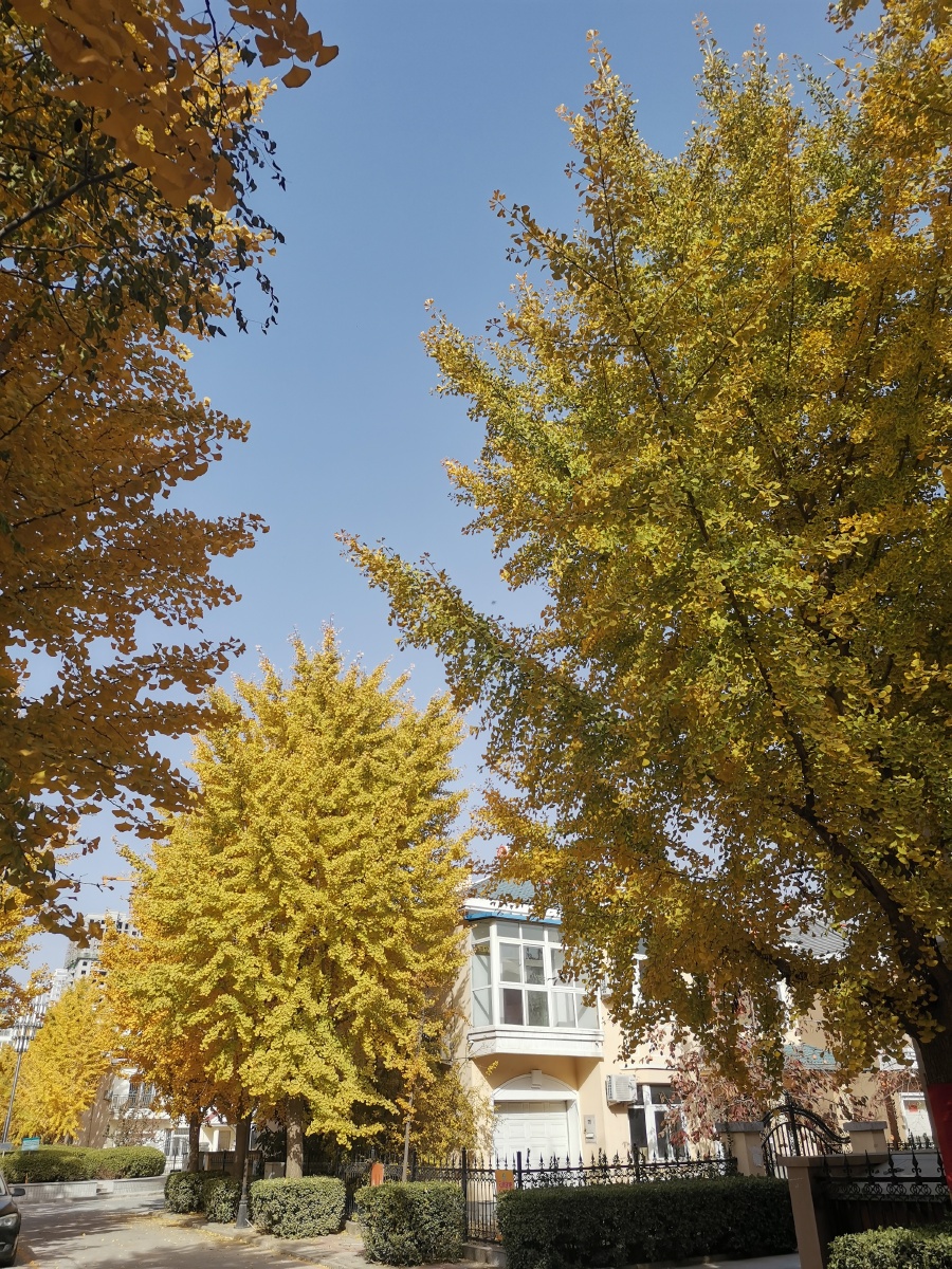 涿州银都花园秋色
