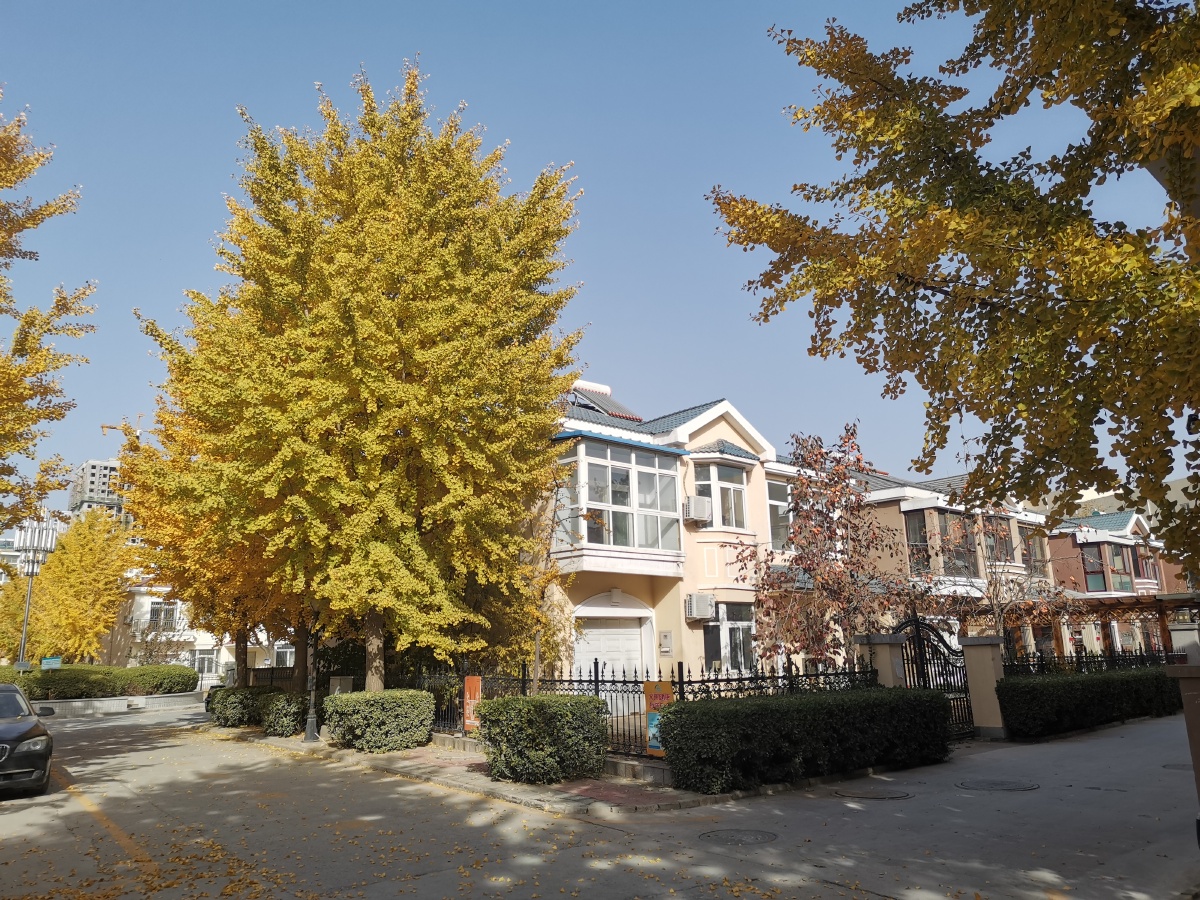 涿州银都花园秋色