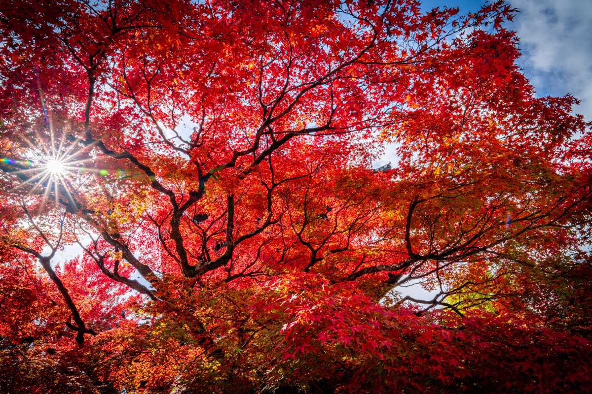 日本 京都 真如堂 真正极乐寺 - qqqbbh - 图虫