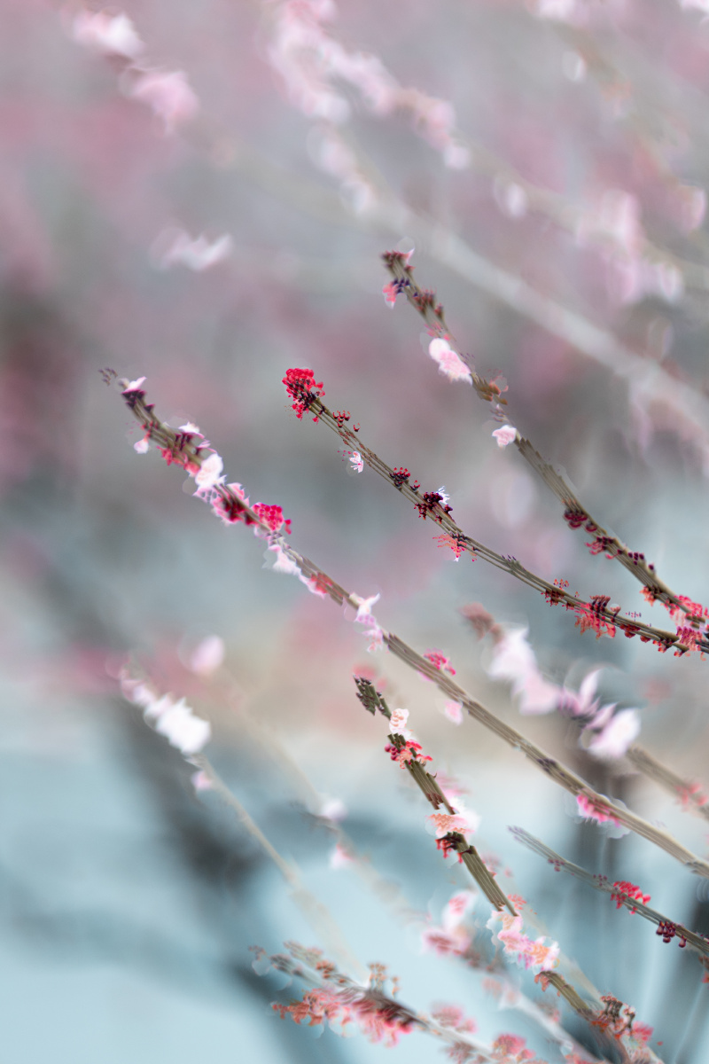 云想衣裳花想容春风拂槛露华浓