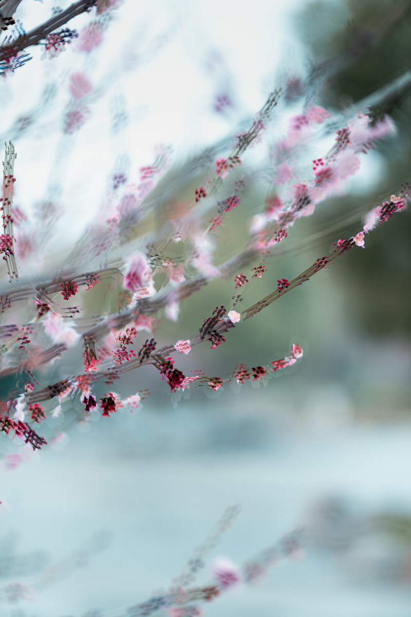 云想衣裳花想容春风拂槛露华浓