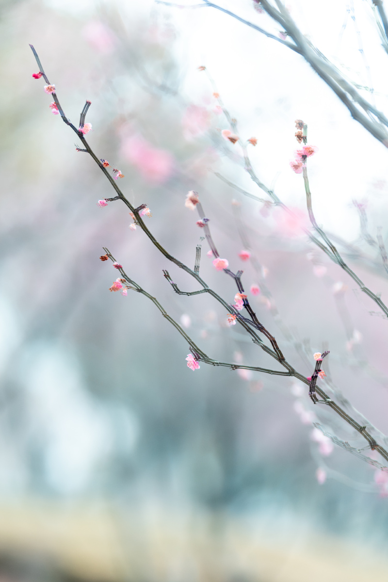 云想衣裳花想容春风拂槛露华浓