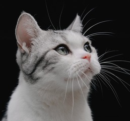 27958