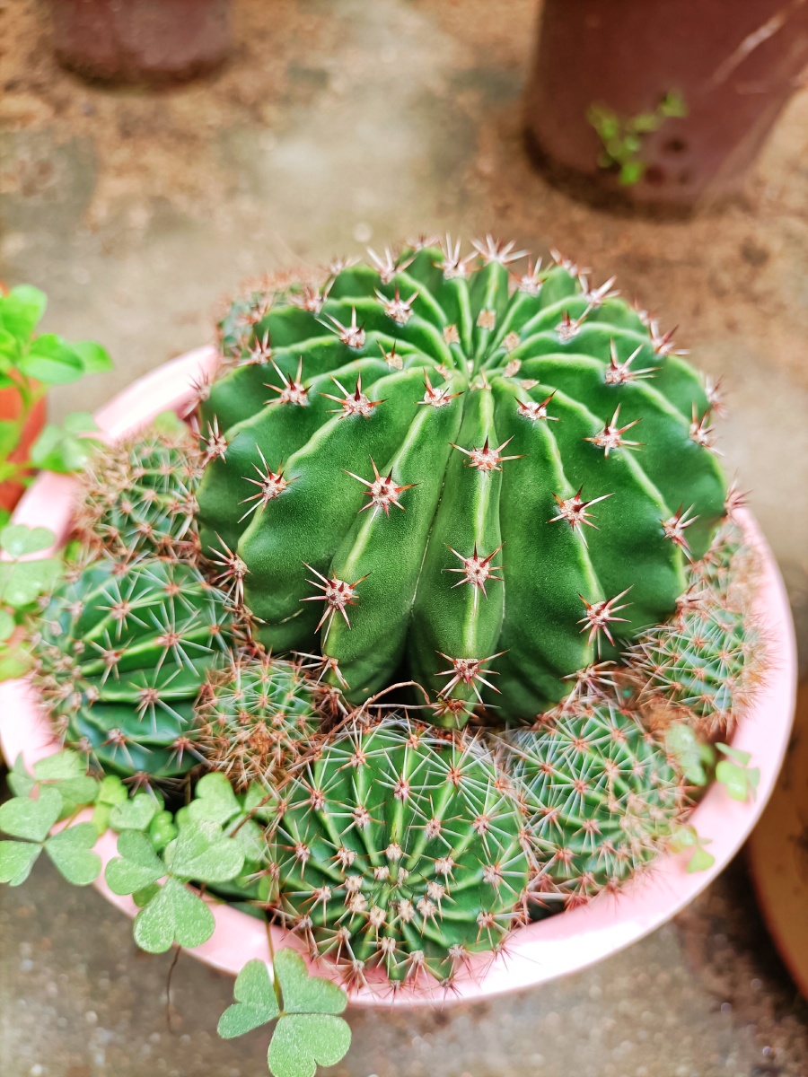 仙人球,仙人指,仙人树爆盆