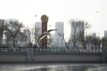 81566