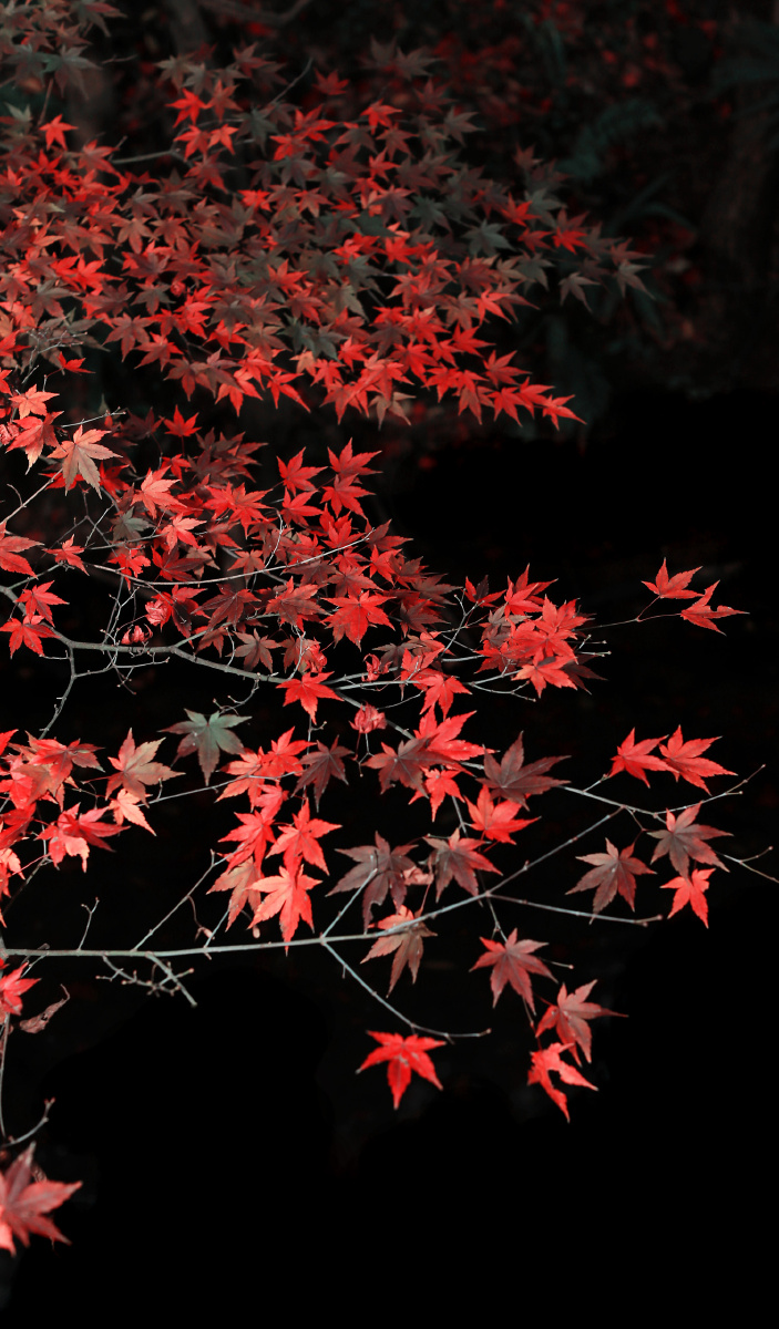 万紫千红枫叶情 - 速度306